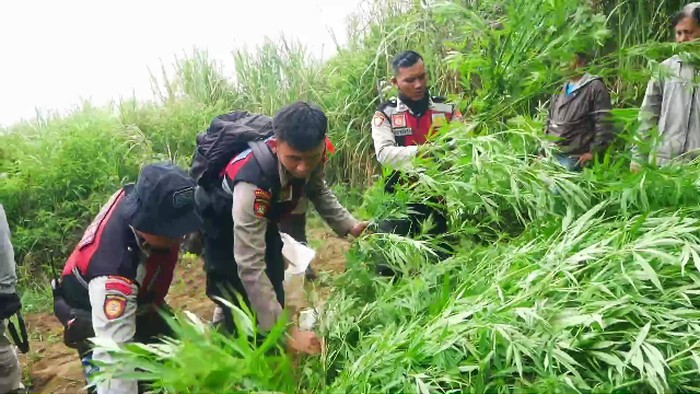 Polisi menyisir kembali ladang ganja di lereng semeru dan menemukan 16 titik berisi 10 ribu pohon ganja.