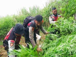 Kembali Ditemukan Ladang Ganja di Lumajang, 16 Titik dengan 10.000 Pohon