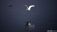 Minimnya lahan persawahan membuat burung itu memilih tinggal di waduk tersebut.