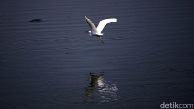 Potret Kehidupan Satwa Burung di Waduk Cincin Jakut