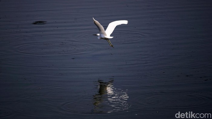 Burung jenis Blekok Sawah (Javan Pond Heron) dan burung Kuntul Kecil (Little Egret) berada di kawasan Waduk Cincin, Papanggo, Jakarta Utara, Jumat (20/9/2024).