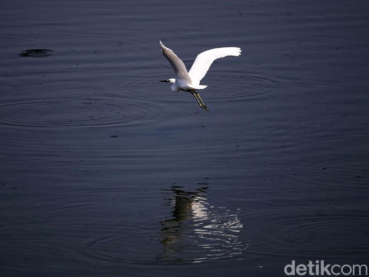 Potret Kehidupan Satwa Burung di Waduk Cincin Jakut