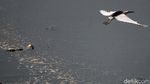 Potret Kehidupan Satwa Burung di Waduk Cincin Jakut