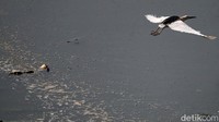Burung itu juga menjadikan waduk sebagai tempat mencari makan seperti serangga dan ikan.