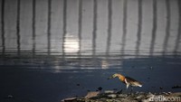 Seekor burung blekok terlihat menyusuri pinggir waduk untuk mencari makan.