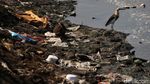 Potret Kehidupan Satwa Burung di Waduk Cincin Jakut