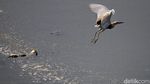 Potret Kehidupan Satwa Burung di Waduk Cincin Jakut