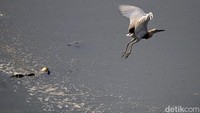 Burung blekok juga terlihat beterbangan di waduk yang berada di Jakarta Utara tersebut.