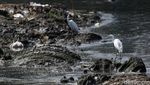 Potret Kehidupan Satwa Burung di Waduk Cincin Jakut