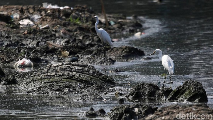 Potret Kehidupan Satwa Burung di Waduk Cincin Burung jenis Blekok Sawah (Javan Pond Heron) dan burung Kuntul Kecil (Little Egret) berada di kawasan Waduk Cincin, Papanggo, Jakarta Utara, Jumat (20/9/2024).