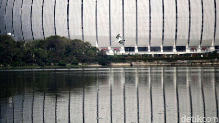 Potret Kehidupan Satwa Burung di Waduk Cincin Burung jenis Blekok Sawah (Javan Pond Heron) dan burung Kuntul Kecil (Little Egret) berada di kawasan Waduk Cincin, Papanggo, Jakarta Utara, Jumat (20/9/2024).