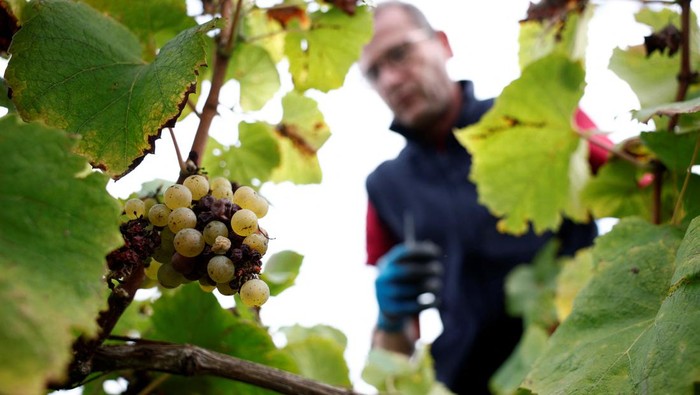 Produksi Anggur di Prancis Merosot gegara Cuaca Buruk Grape pickers unload containers of grapes to prepare them for Muscadet wine production after a harvest at the Domaine Les Trois Toits vineyard in Vertou near Nantes, France, September 16, 2024. REUTERS/Stephane Mahe