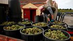 Produksi Anggur di Prancis Merosot gegara Cuaca Buruk