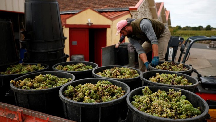 Produksi Anggur di Prancis Merosot gegara Cuaca Buruk Grape pickers unload containers of grapes to prepare them for Muscadet wine production after a harvest at the Domaine Les Trois Toits vineyard in Vertou near Nantes, France, September 16, 2024. REUTERS/Stephane Mahe