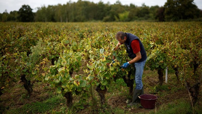 Produksi Anggur di Prancis Merosot gegara Cuaca Buruk Grape pickers unload containers of grapes to prepare them for Muscadet wine production after a harvest at the Domaine Les Trois Toits vineyard in Vertou near Nantes, France, September 16, 2024. REUTERS/Stephane Mahe