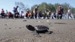 Ratusan Tukik Penyu Lekang Siap Jelajahi Laut Lepas