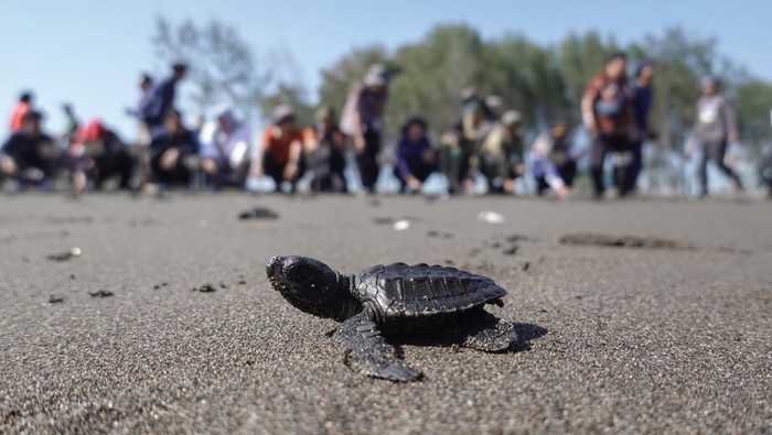 Ratusan Tukik Penyu Lekang Siap Jelajahi Laut Lepas Tukik atau anak penyu lekang (Lepidochelys olivacea) yang berusia satu hingga dua bulan hasil penangkaran Kelompok Konservasi Penyu Nagaraja berjalan saat dilepasliarkan di Pantai Sodong, Adipala, Cilacap, Jawa Tengah, Kamis (19/9/2024). BKSDA Jateng dan PT Pertamina Patra Niaga Regional Jawa Bagian Tengah khususnya Fuel Terminal Maos yang bekerjasama dengan Kelompok Konservasi Penyu Nagaraja dan nelayan setempat mengumpulkan telur penyu di sekitar pantai sodong untuk ditetaskan secara semi alami dan dilepasliarkan. ANTARA FOTO/Idhad Zakaria/YU