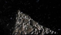 Sejumlah tukik atau anak penyu lekang (Lepidochelys olivacea) yang berusia satu hingga dua bulan hasil penangkaran Kelompok Konservasi Penyu Nagaraja berjalan saat dilepasliarkan di Pantai Sodong, Adipala, Cilacap, Jawa Tengah, Kamis (19/9/2024).  