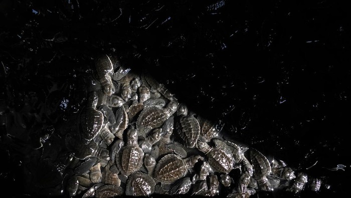 Ratusan Tukik Penyu Lekang Siap Jelajahi Laut Lepas Tukik atau anak penyu lekang (Lepidochelys olivacea) yang berusia satu hingga dua bulan hasil penangkaran Kelompok Konservasi Penyu Nagaraja berjalan saat dilepasliarkan di Pantai Sodong, Adipala, Cilacap, Jawa Tengah, Kamis (19/9/2024). BKSDA Jateng dan PT Pertamina Patra Niaga Regional Jawa Bagian Tengah khususnya Fuel Terminal Maos yang bekerjasama dengan Kelompok Konservasi Penyu Nagaraja dan nelayan setempat mengumpulkan telur penyu di sekitar pantai sodong untuk ditetaskan secara semi alami dan dilepasliarkan. ANTARA FOTO/Idhad Zakaria/YU