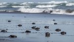 Ratusan Tukik Penyu Lekang Siap Jelajahi Laut Lepas