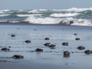 Ratusan Tukik Penyu Lekang Siap Jelajahi Laut Lepas