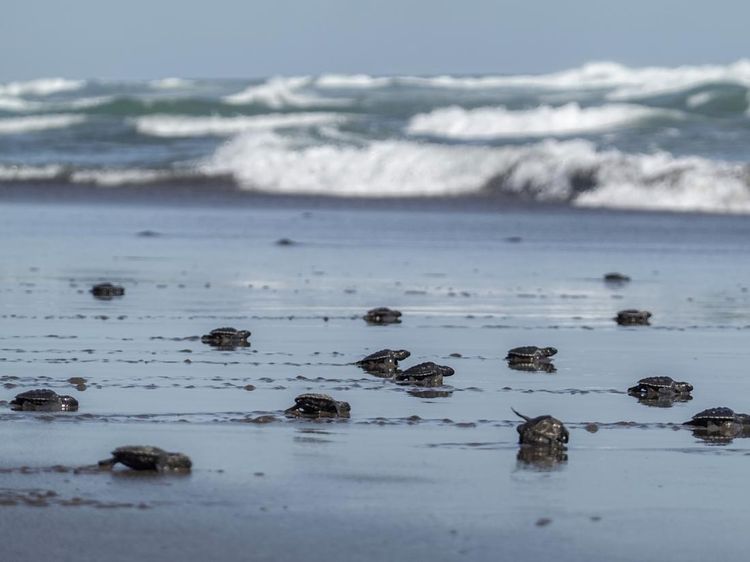Ratusan Tukik Penyu Lekang Siap Jelajahi Laut Lepas