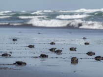 Ratusan Tukik Penyu Lekang Siap Jelajahi Laut Lepas