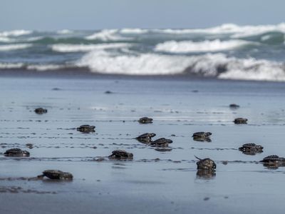Ratusan Tukik Penyu Lekang Siap Jelajahi Laut Lepas
