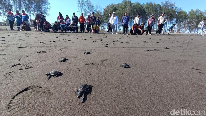 Sejumlah tukik jenis Penyu Lekang berusia 1 bulan dilepaskan ke alam setelah berada di balai Konservasi Penyu Nagaraja di Pantai Sodong, Kecamatan Adipala, Kabupaten Cilacap, Kamis (19/9/2024).