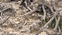 Hutan mati dan keindahan alam yang alami yang tiada matinya di Kawah Ratu Gunung Salak.