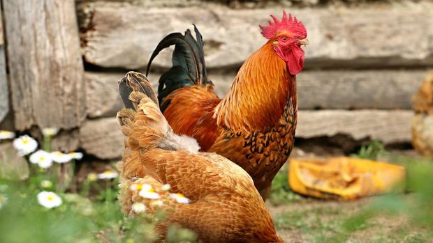 Ilustrasi ayam jantan dan betina