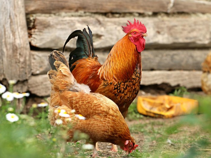 Ilustrasi ayam jantan dan betina