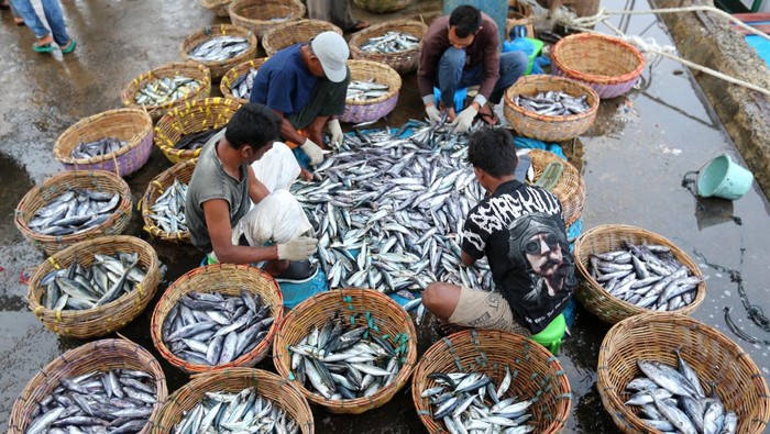 Sejumlah nelayan menyortir ikan saat bongkar muat di Pelabuhan Perikanan Samudera (PPS) Lampulo, Banda Aceh, Aceh, Sabtu (21/9/2024). Menurut nelayan harga ikan sejak sepekan terakhir mulai naik dan saat ini berada pada kisaran Rp20.000 per kilogram dari sebelumnya Rp16.000 per kilogram menurut jenisnya karena hasil tangkapan menurun dampak dari cuaca buruk. ANTARA FOTO/Ampelsa/nym.