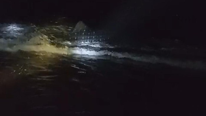 Hiu tutul terdampar di Pantai Getem Jember