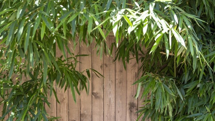 Bamboo leaves frame over wooden boards, asian lush abstract