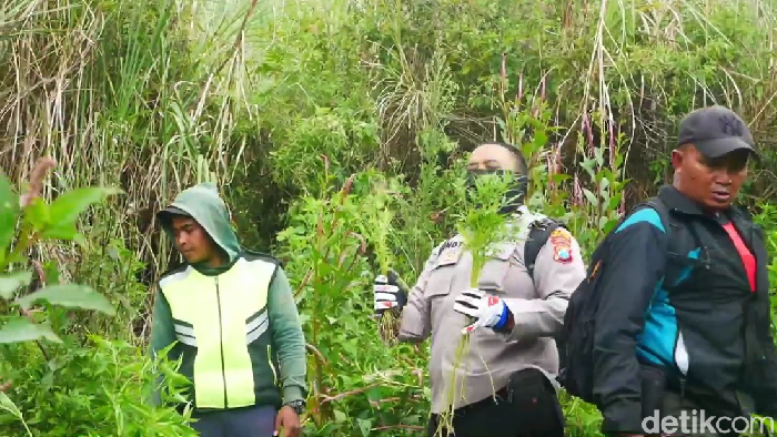 Ladang ganja kembali ditemukan di lereng Gunung Semeru Lumajang