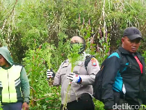 10 Kg Ganja Kering Diamankan Saat Polisi Sisir Ladang di Lereng Semeru