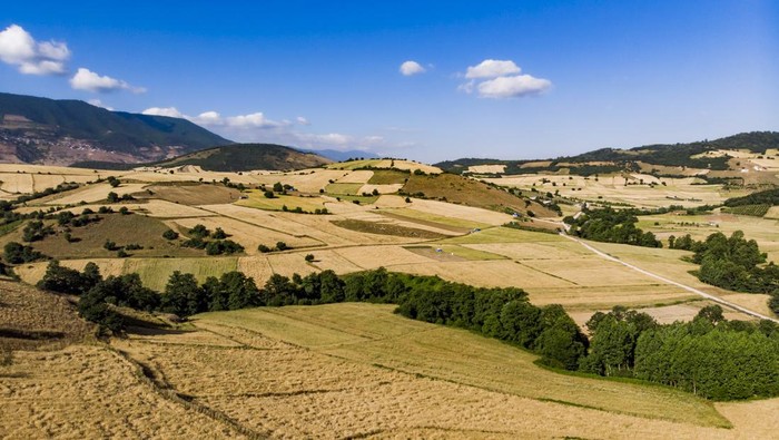 Wheat lands in the highlands of Mazandaran, Iran