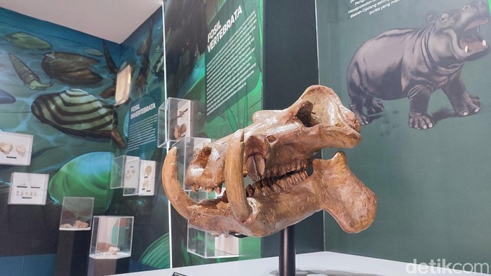 Pengunjung sedang mengunjungi Museum Fosil Tambaksari Ciamis yang baru ditata dan dikembangkan.