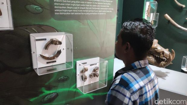 Pengunjung sedang mengunjungi Museum Fosil Tambaksari Ciamis yang baru ditata dan dikembangkan.