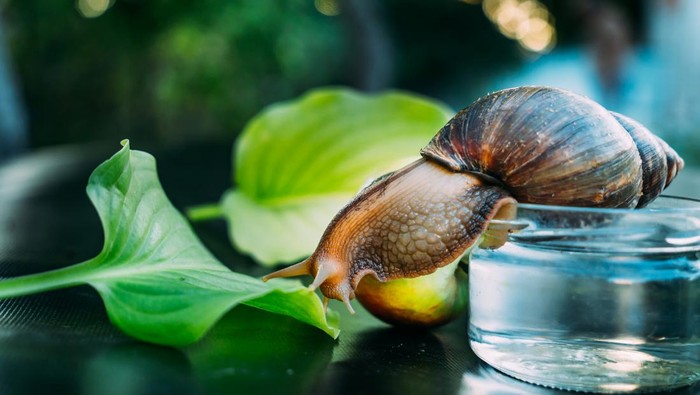 Siput Afrika raksasa, Achatina fulica Giant African snail, Achatina fulica. Domestic shellfish with healing mucus.