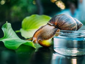 Cangkang Siput Ternyata Bisa Jadi Sumber Informasi Cuaca Masa Lalu