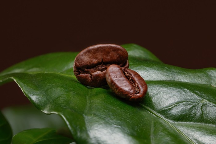Jangan Terkecoh, Ini 5 Tanda Biji Kopi Sudah Tidak Segar