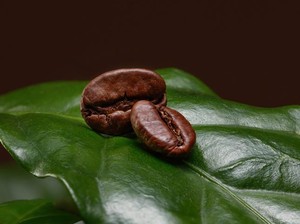 Jangan Terkecoh, Ini 5 Tanda Biji Kopi Sudah Tidak Segar