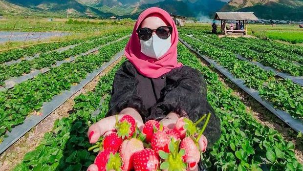 Wisata Petik Strawberry di Desa Sembalun, Lombok Timur. (Dok. SMPN 11 Kota Bima)