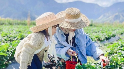 Wisata petik stroberi di Desa Sembalun, Lombok Timur. (Dok. jadesta.kemenparekraf.go.id)