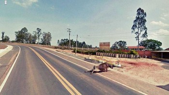 Penampakan sedih seekor sapi yang menyeret dirinya ke pinggir jalan. Sepertinya dia terluka. Foto: (Hackread).