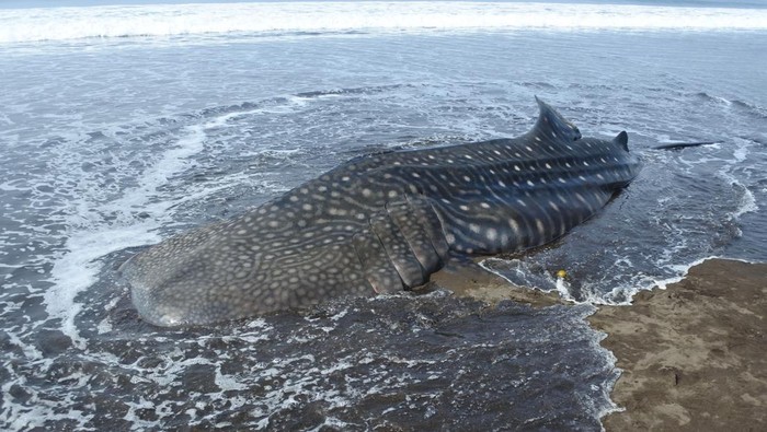 Sejumlah warga melihat seekor Hiu Tutul (Rhincodon typus) yang terdampar di pantai Desa Mojosari, Puger, Jember, Jawa Timur, Minggu (22/9/2024). Seekor Hiu Paus berukuran panjang tujuh meter ditemukan terdampar dan mati di pantai itu, dan bangkainya akan dikuburkan oleh pihak terkait. ANTARA FOTO/Seno/foc.