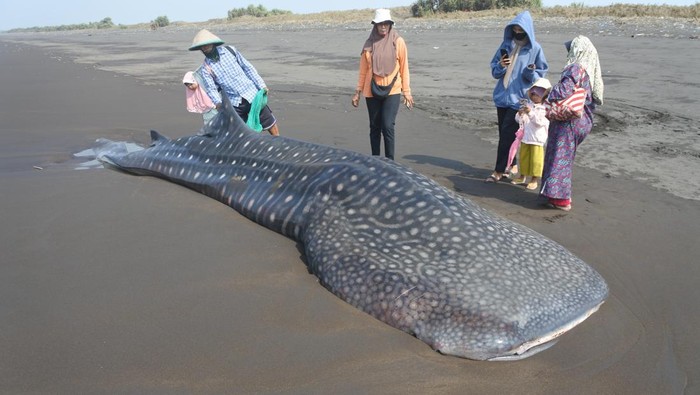 Sejumlah warga melihat seekor Hiu Tutul (Rhincodon typus) yang terdampar di pantai Desa Mojosari, Puger, Jember, Jawa Timur, Minggu (22/9/2024). Seekor Hiu Paus berukuran panjang tujuh meter ditemukan terdampar dan mati di pantai itu, dan bangkainya akan dikuburkan oleh pihak terkait. ANTARA FOTO/Seno/foc.