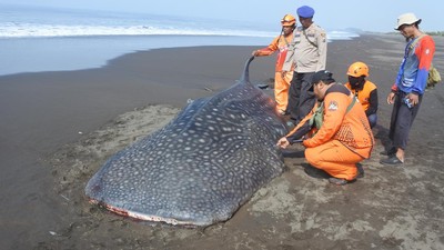 Potret Hiu Tutul Terdampar dan Mati di Pantai Jember
